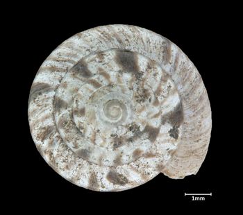 Media type: image;   Malacology 17239 Aspect: apical